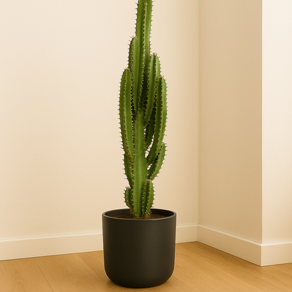 Euphorbia Trigona - Ø17cm - ↕70cm