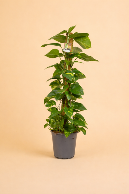 Scindapsus Epipremnum
