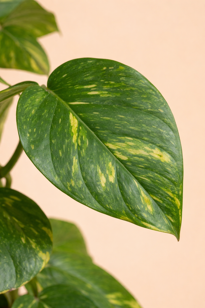 Scindapsus Epipremnum