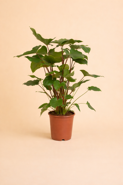 Homalomena Rubescens Maggy
