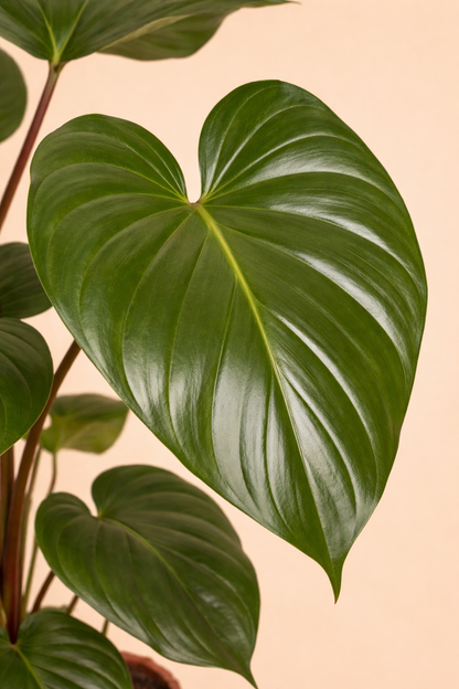 Homalomena Rubescens Maggy
