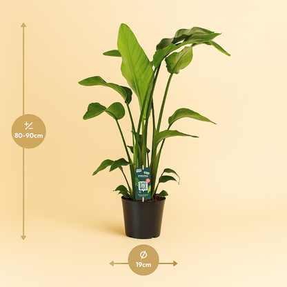 Strelitzia Nicolai