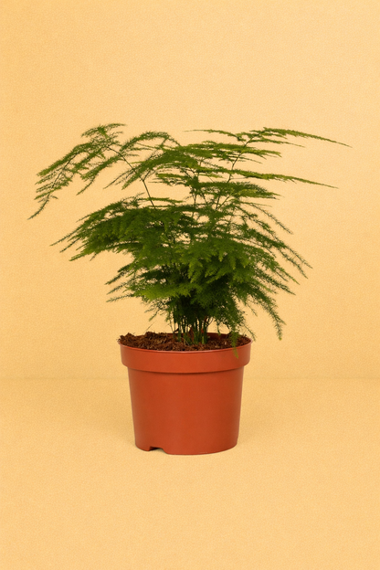 Asparagus Setaceus
