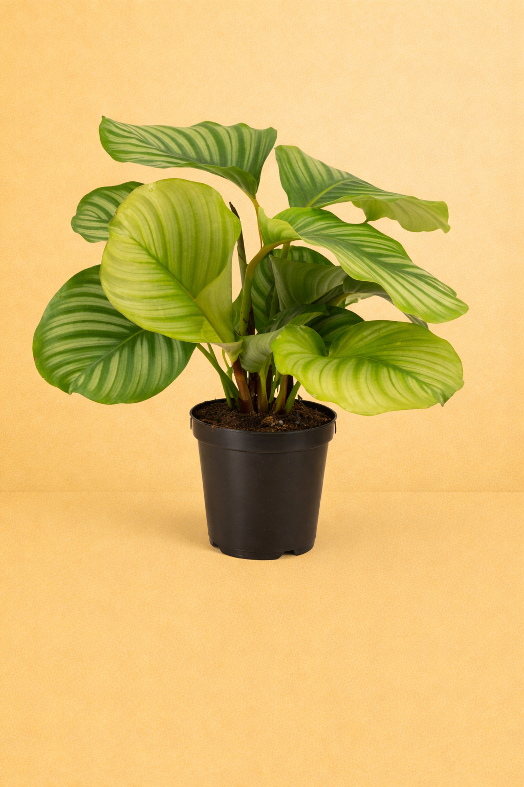 Calathea Orbifolia