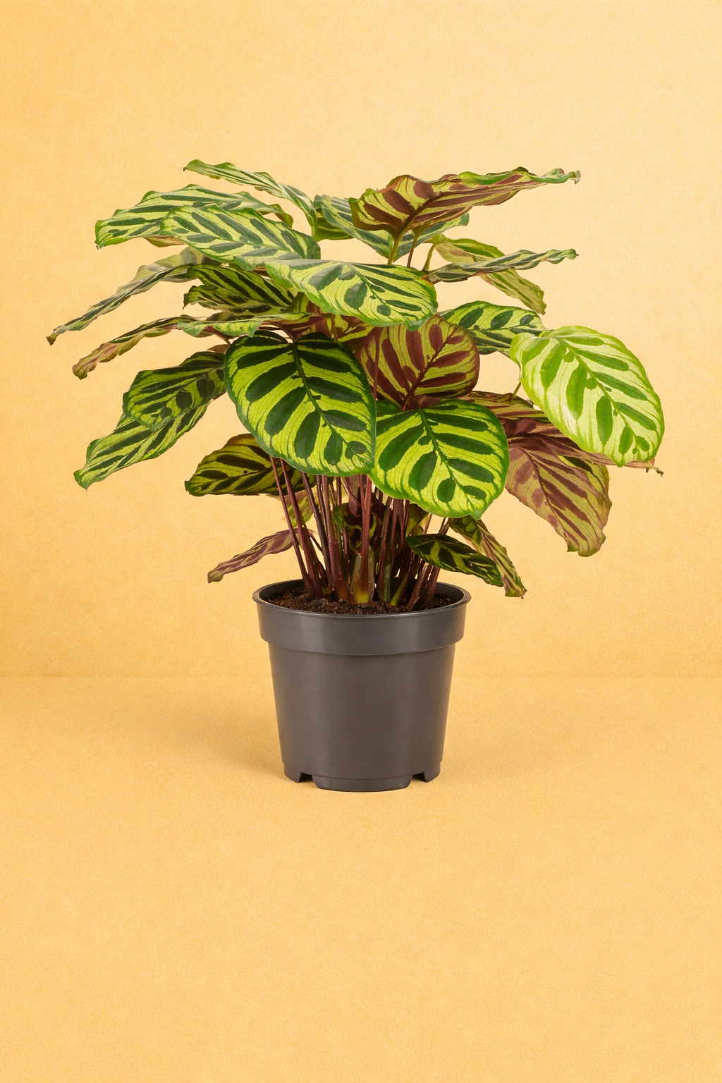 Calathea Makoyana