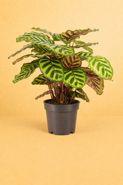 Calathea Makoyana