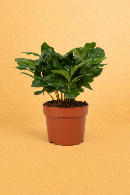 Coffea Arabica