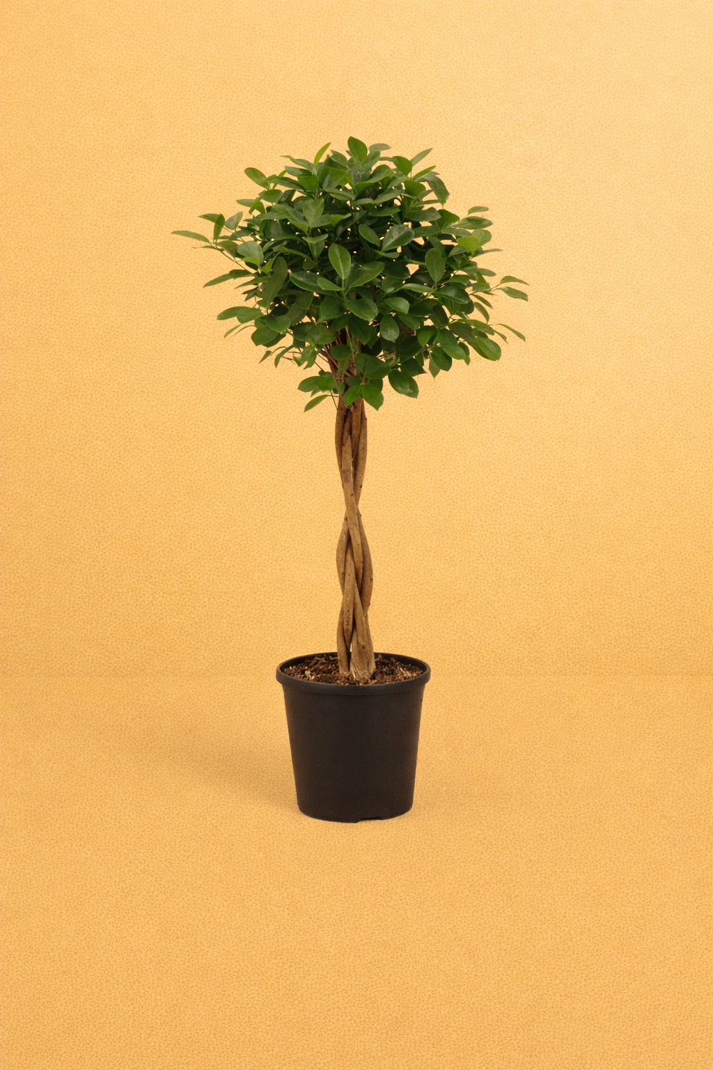 Ficus Micr. Moclame
