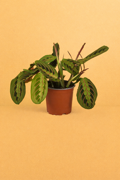 Maranta Leuconeura Fascinator