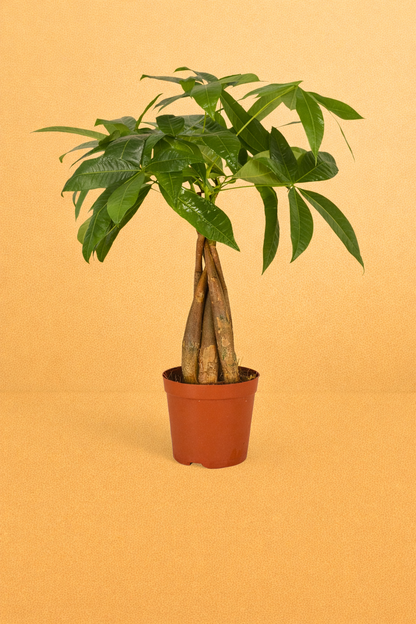 Pachira Aquatica