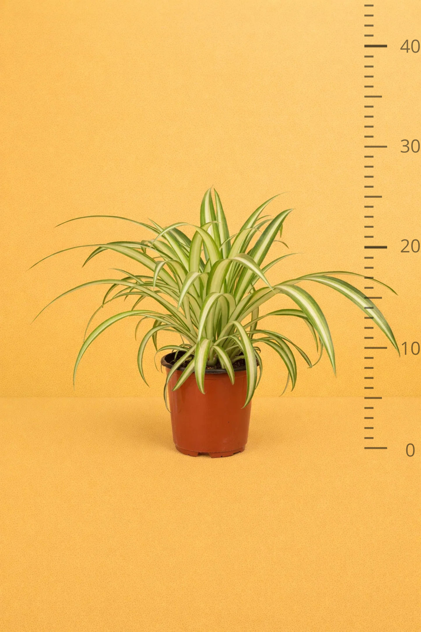 Chlorophytum