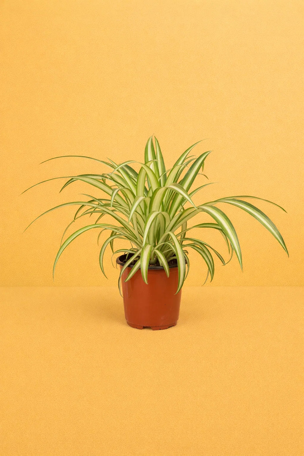 Chlorophytum
