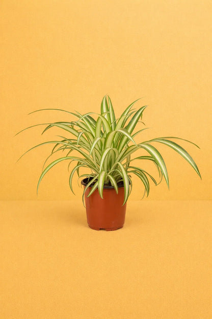 Chlorophytum