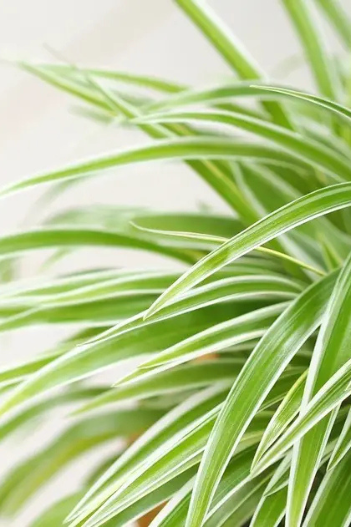 Chlorophytum