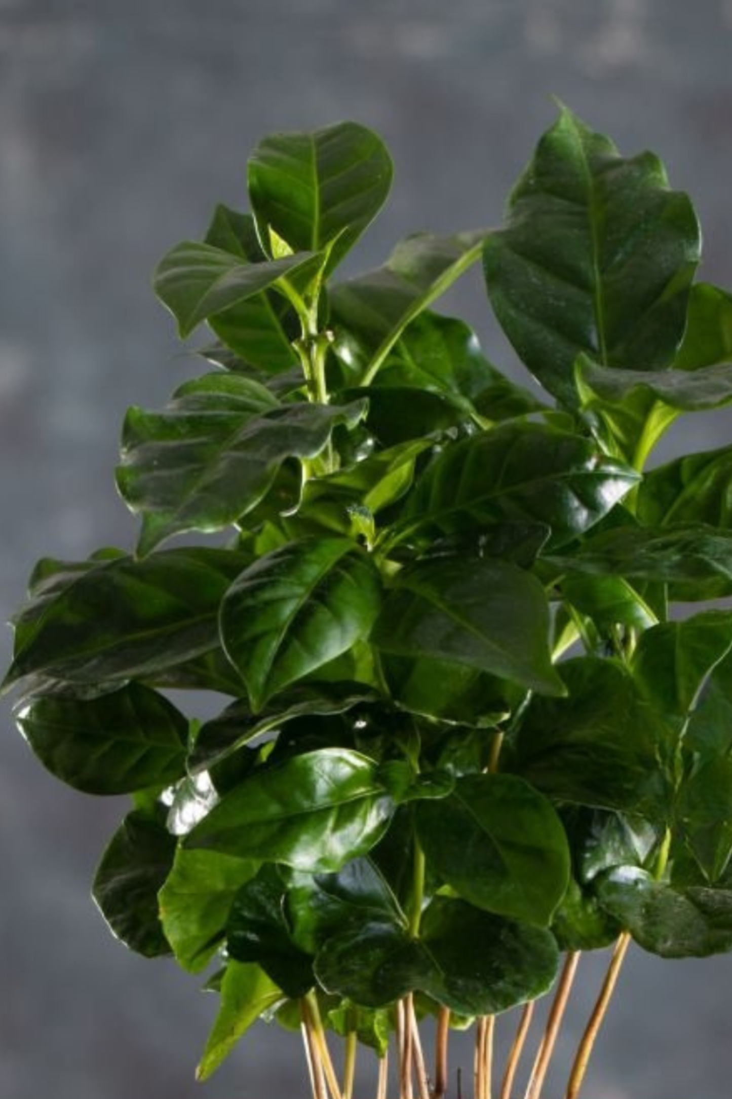 Coffea Arabica