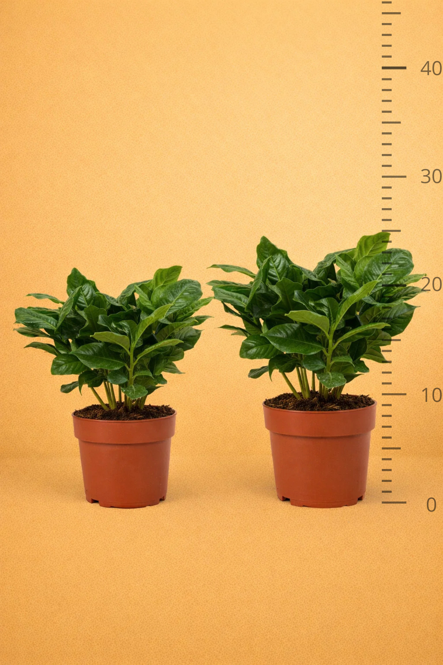 Coffea Arabica
