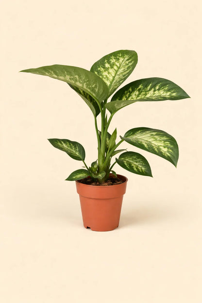 Dieffenbachia Seguine