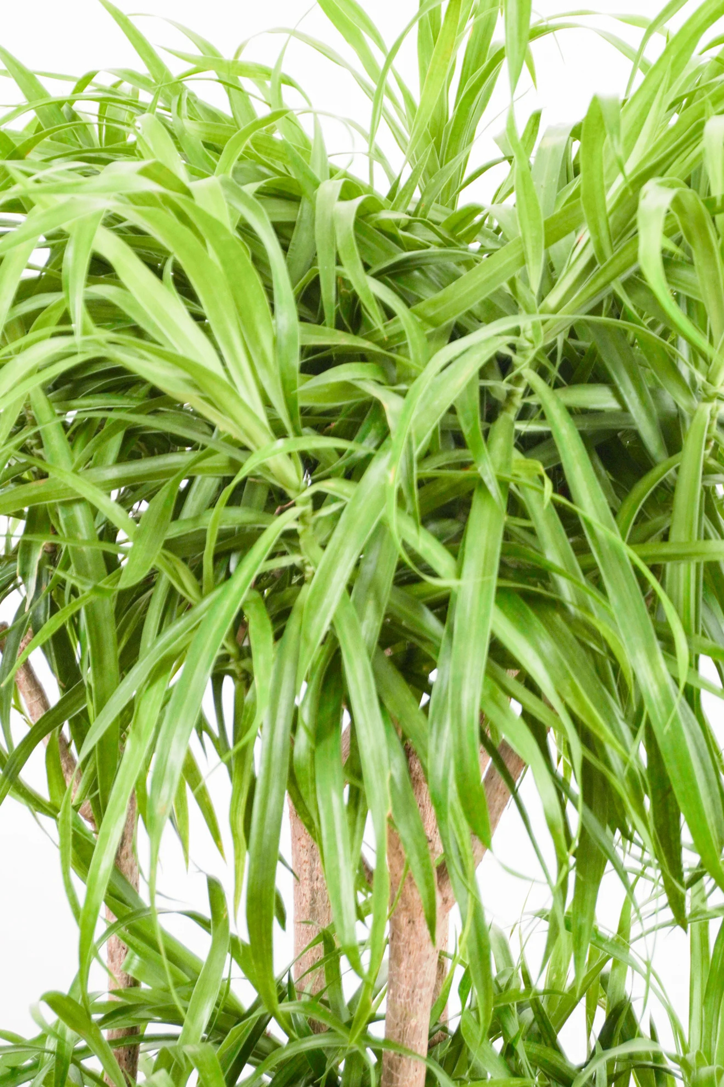 Dracaena Anita