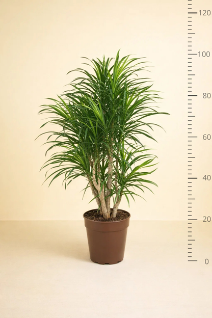 Dracaena Anita