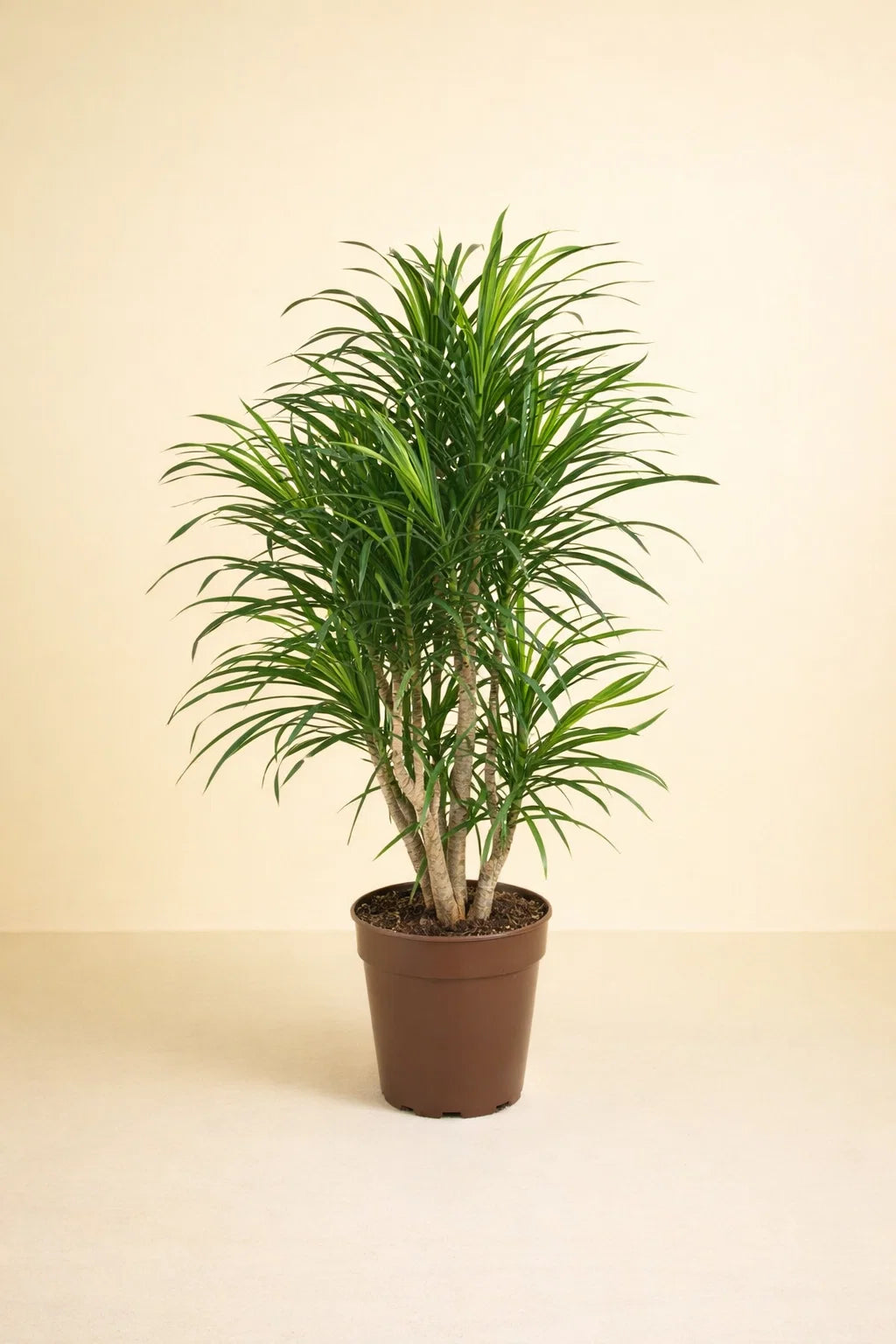 Dracaena Anita