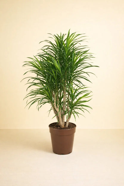 Dracaena Anita