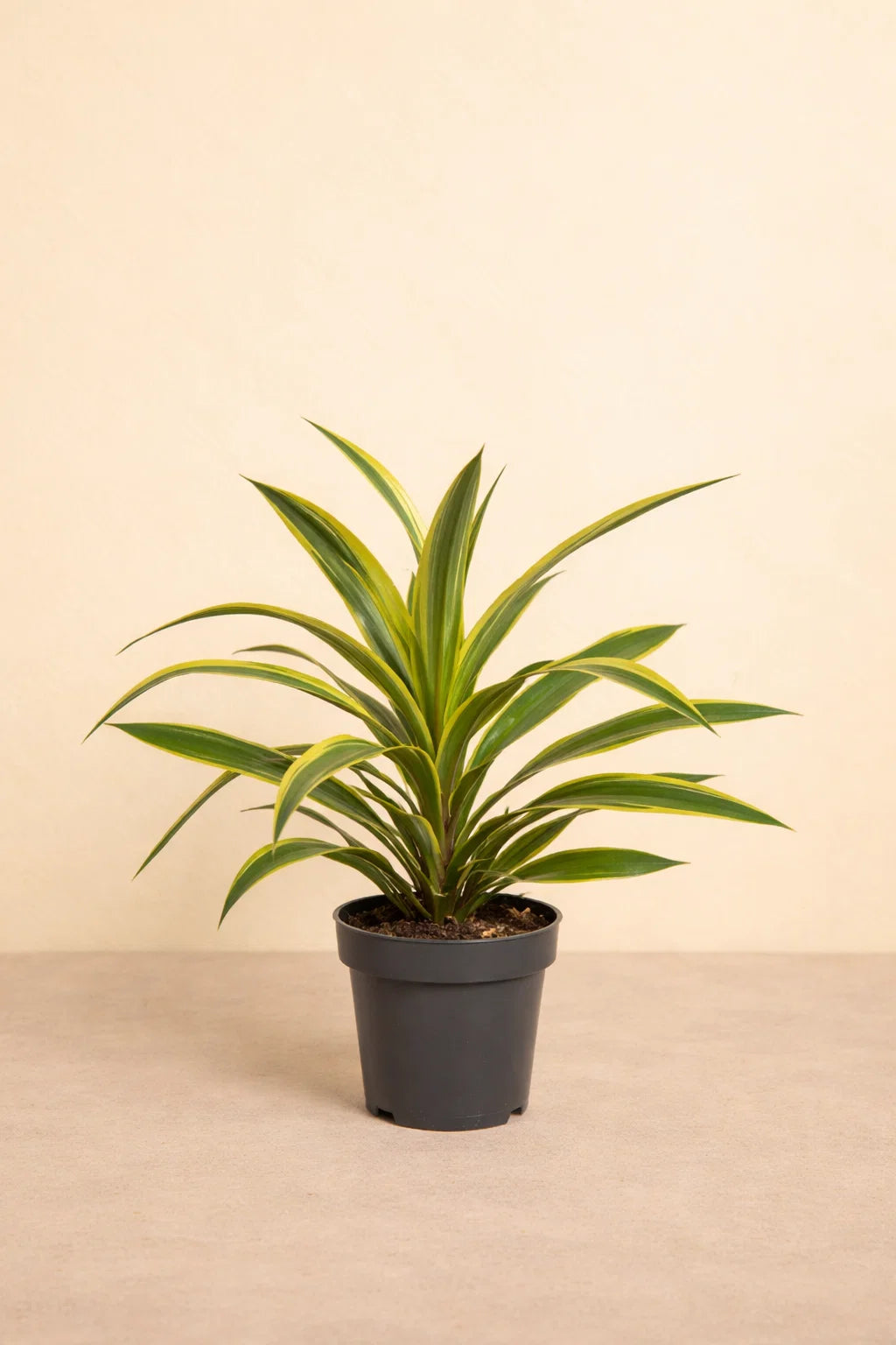 Dracaena Fragrans Lemon Lime
