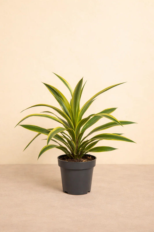Dracaena Fragrans Lemon Lime