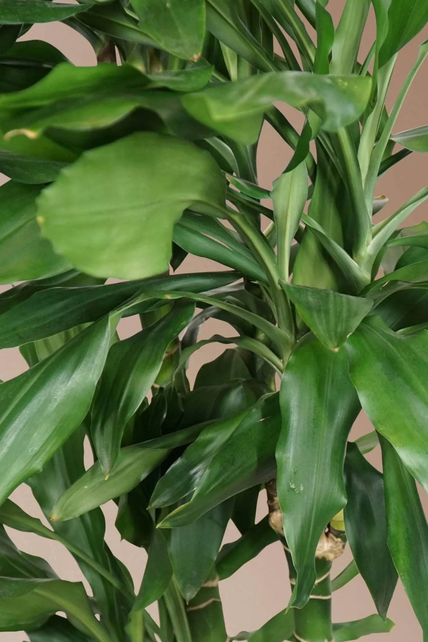 Dracaena Janet Lind vertakt