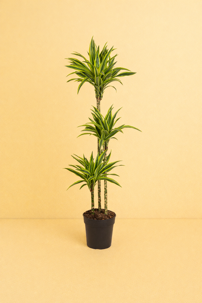 Dracaena Lemon Lime