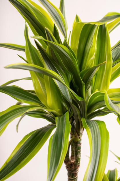 Dracaena Lemon Lime