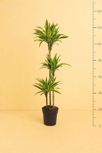 Dracaena Lemon Lime