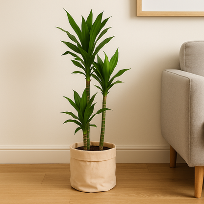 Dracaena Janet Lind