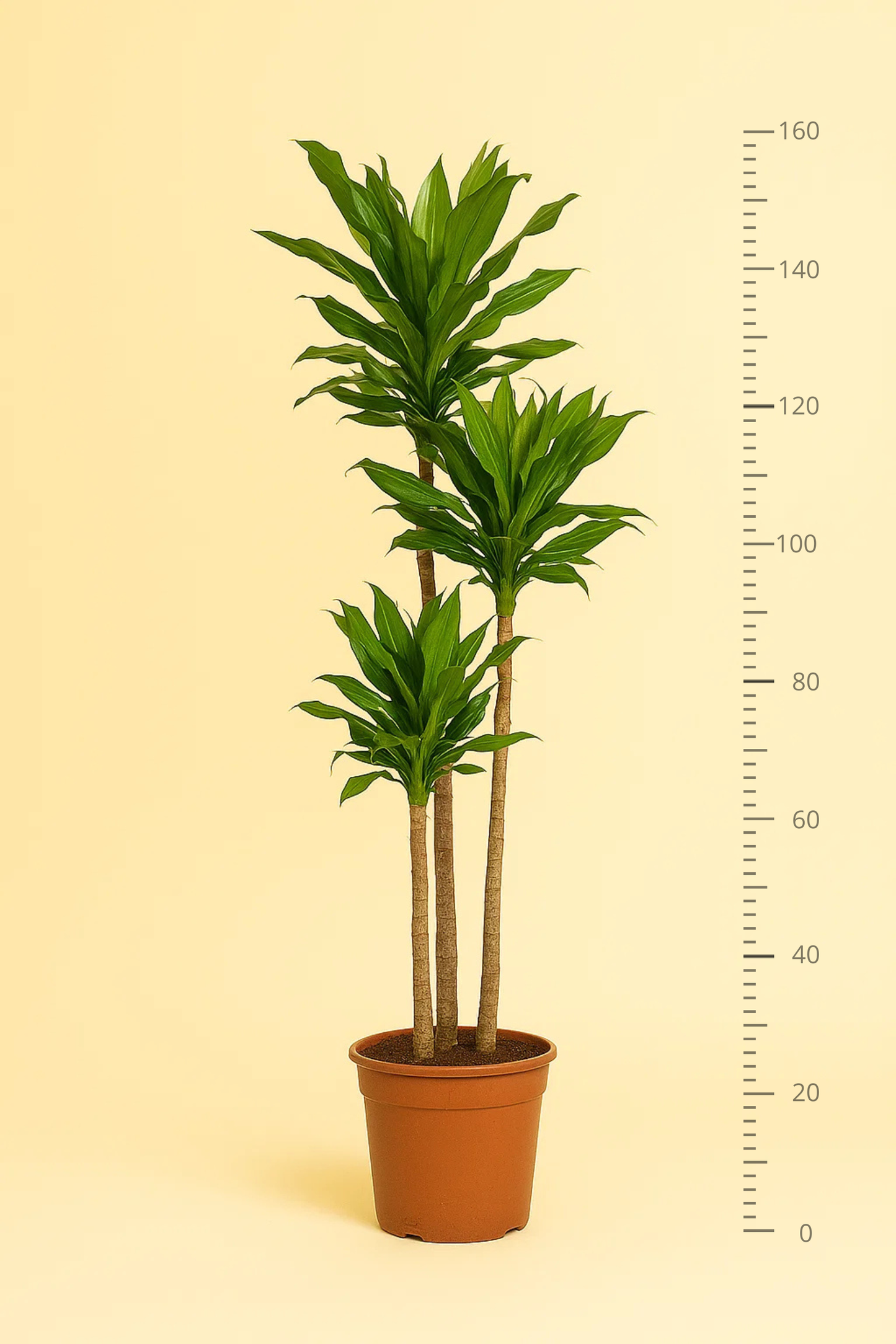 Dracaena Janet Lind