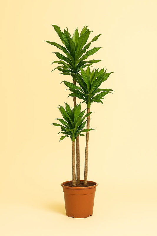 Dracaena Janet Lind