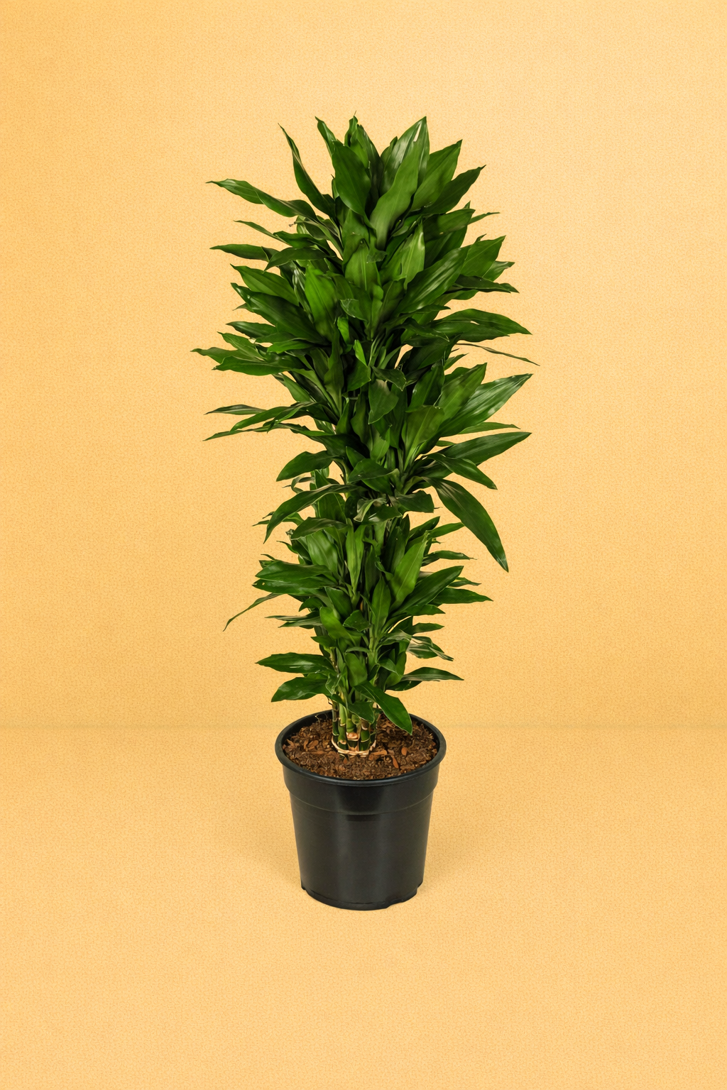 Dracaena Janet Lind vertakt