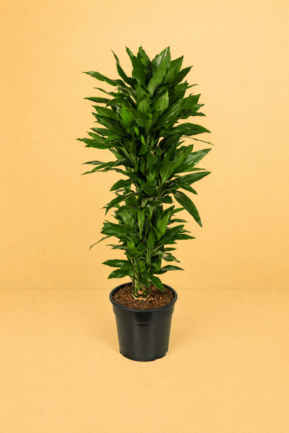 Dracaena Janet Lind vertakt
