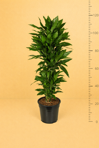 Dracaena Janet Lind vertakt