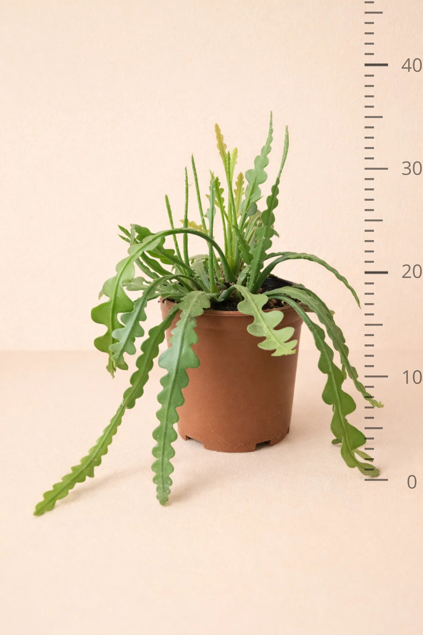 Epiphyllum Anguliger