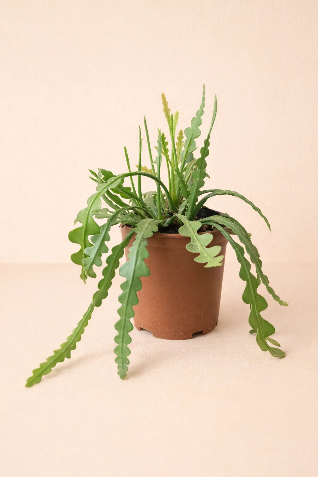 Epiphyllum Anguliger