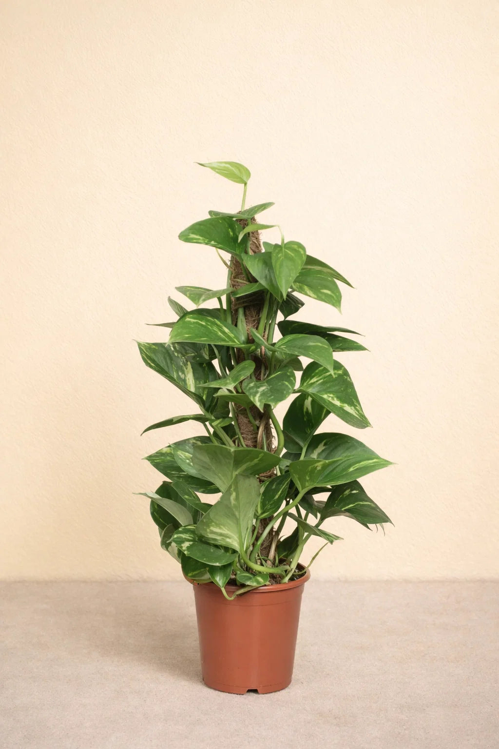 Epipremnum Pinnatum Mosstok Scindapsus