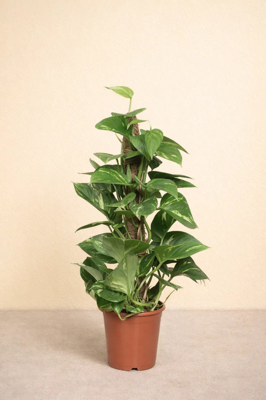 Epipremnum Pinnatum Mosstok Scindapsus