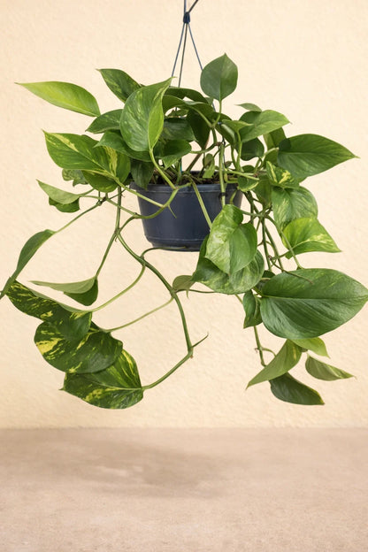 Epipremnum Aureum