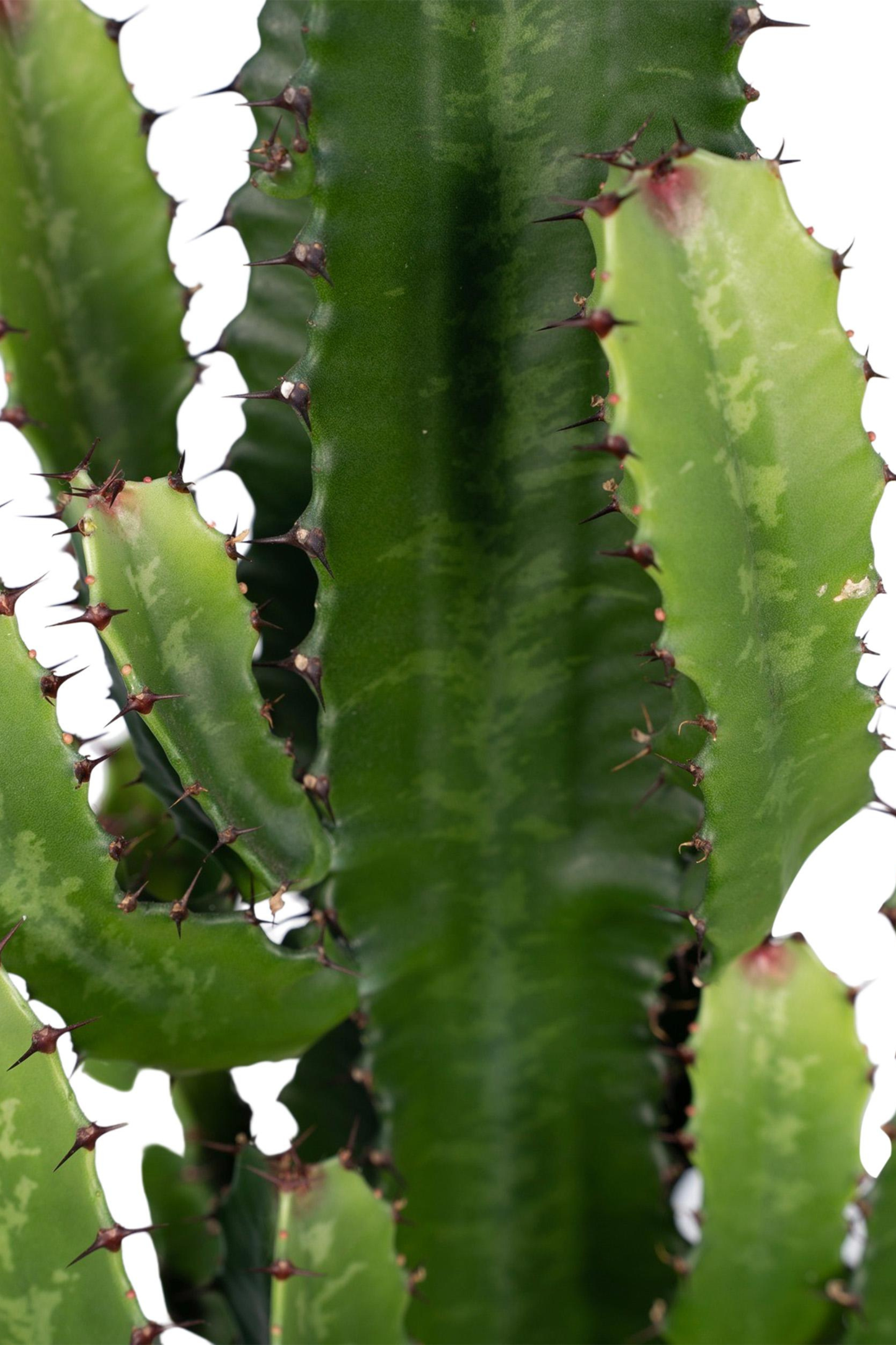 Euphorbia Acrurensis
