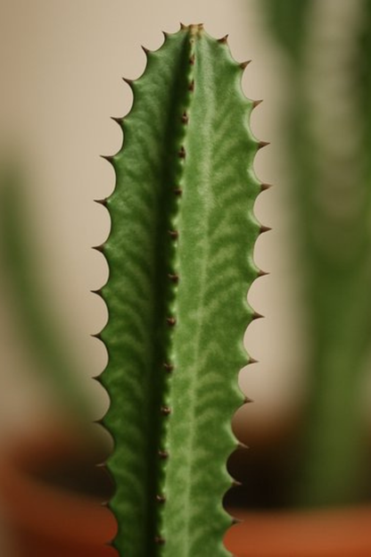 Euphorbia Trigona