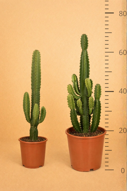 Euphorbia Acrurensis