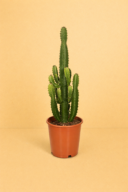 Euphorbia Acrurensis