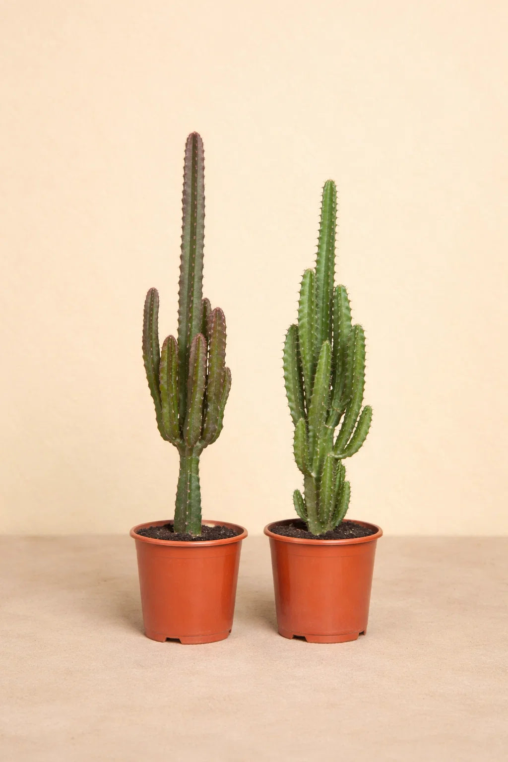 Euphorbia Groen / Rood - 2 stuks