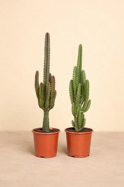 Euphorbia Groen / Rood - 2 stuks