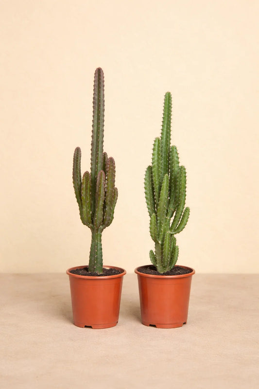 Euphorbia Groen / Rood - 2 stuks