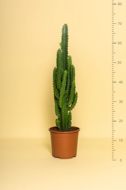Euphorbia Trigona